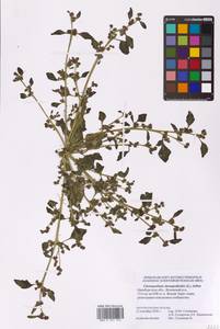 Oxybasis chenopodioides (L.) S. Fuentes, Uotila & Borsch, Eastern Europe, Eastern region (E10) (Russia)