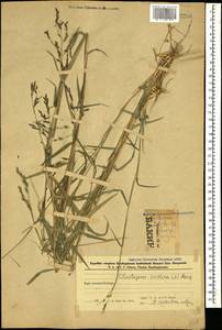 Cleistogenes serotina (L.) Keng, Caucasus, Azerbaijan (K6) (Azerbaijan)