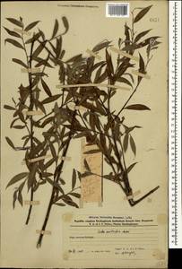 Salix excelsa J.F.Gmel., Caucasus, Azerbaijan (K6) (Azerbaijan)