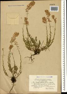 Polygala anatolica Boiss. & Heldr., Caucasus, Abkhazia (K4a) (Abkhazia)