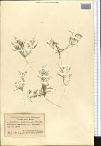 Leptaleum filifolium (Willd.) DC., Middle Asia, Syr-Darian deserts & Kyzylkum (M7) (Uzbekistan)