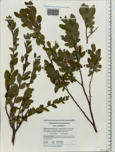 Salix myrtilloides L., Eastern Europe, Northern region (E1) (Russia)