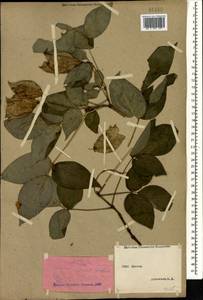 Staphylea colchica Stev., Caucasus, Abkhazia (K4a) (Abkhazia)