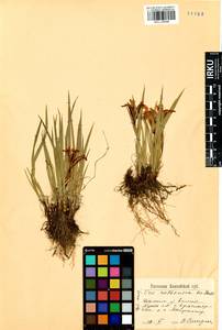 Iris ruthenica Ker Gawl., Siberia, Central Siberia (S3) (Russia)