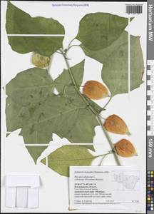 Alkekengi officinarum Moench, Eastern Europe, Central region (E4) (Russia)