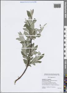 Salix lapponum L., Eastern Europe, Central region (E4) (Russia)
