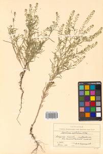 Lepidium densiflorum Schrad., Siberia, Russian Far East (S6) (Russia)