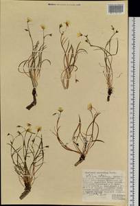 Claytonia acutifolia Pall. ex Willd., Siberia, Russian Far East (S6) (Russia)