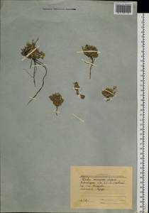Draba macrocarpa Adams, Siberia, Yakutia (S5) (Russia)