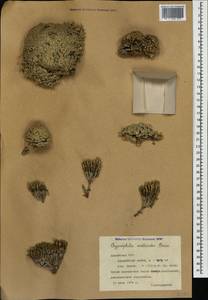 Gypsophila aretioides Boiss, Caucasus, Armenia (K5) (Armenia)
