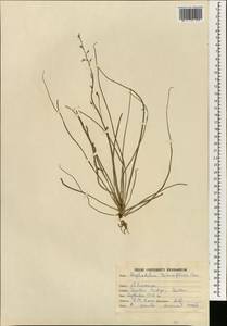 Asphodelus tenuifolius Cav., South Asia, South Asia (Asia outside ex-Soviet states and Mongolia) (ASIA) (India)