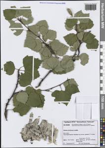 Betula pubescens var. pumila (Zanoni ex Murray) Govaerts, Siberia, Central Siberia (S3) (Russia)