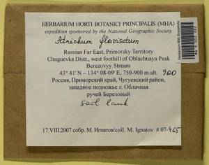 Atrichum flavisetum Mitt., Bryophytes, Bryophytes - Russian Far East (excl. Chukotka & Kamchatka) (B20) (Russia)