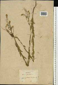 Neslia paniculata (L.) Desv., Eastern Europe, Moscow region (E4a) (Russia)