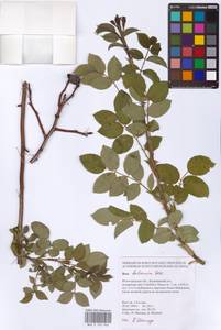 Rosa balsamica Besser, Eastern Europe, Lower Volga region (E9) (Russia)