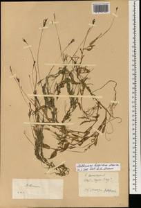 Arthraxon hispidus (Thunb.) Makino, South Asia, South Asia (Asia outside ex-Soviet states and Mongolia) (ASIA) (China)