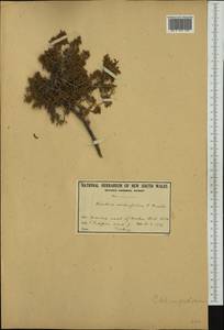 Maireana sedifolia (F.Müll.) P.G. Wilson, Australia & Oceania (AUSTR) (Australia)