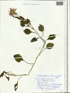 Callistephus chinensis (L.) Nees, Eastern Europe, Central region (E4) (Russia)