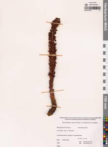 Boschniakia rossica (Cham. & Schlecht) B.Fedtsch., Siberia, Chukotka & Kamchatka (S7) (Russia)