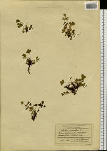 Sibbaldia procumbens L., Siberia, Western Siberia (S1) (Russia)