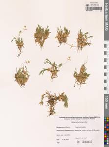 Stellaria fischeriana Ser., Siberia, Chukotka & Kamchatka (S7) (Russia)
