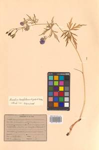 Aconitum karafutense subsp. karafutense, Siberia, Russian Far East (S6) (Russia)