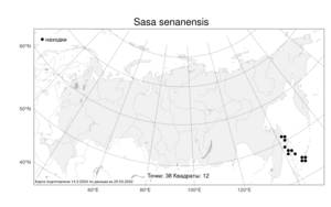 Sasa senanensis (Franch. & Sav.) Rehder, Atlas of the Russian Flora (FLORUS) (Russia)