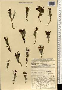 Cymbaria daurica L., Mongolia (MONG) (Mongolia)