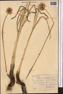 Allium hymenorhizum Ledeb., Middle Asia, Western Tian Shan & Karatau (M3) (Kazakhstan)