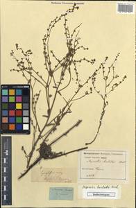 Lappula barbata (M. Bieb.) Gürke, Caucasus, Abkhazia (K4a) (Abkhazia)