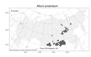 Allium prostratum Trevir., Atlas of the Russian Flora (FLORUS) (Russia)