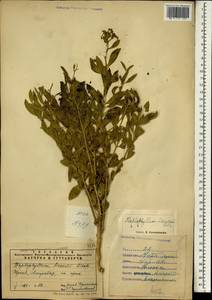 Haplophyllum acutifolium (DC.) G. Don, South Asia, South Asia (Asia outside ex-Soviet states and Mongolia) (ASIA) (Iran)