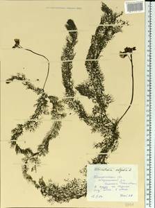 Utricularia vulgaris L., Eastern Europe, Central forest region (E5) (Russia)