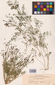Fumaria officinalis L., Eastern Europe, Central forest region (E5) (Russia)
