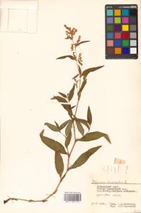 Koenigia divaricata (L.) T. M. Schust. & Reveal, Siberia, Russian Far East (S6) (Russia)