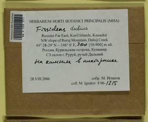 Fissidens dubius P. Beauv., Bryophytes, Bryophytes - Russian Far East (excl. Chukotka & Kamchatka) (B20) (Russia)