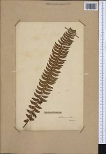 Polystichum lonchitis (L.) Roth, Western Europe (EUR) (France)