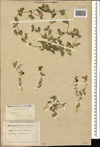 Tribulus terrestris L., Caucasus, Georgia (K4) (Georgia)