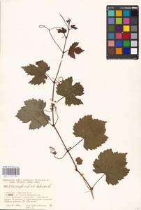 Vitis vinifera × labrusca, Eastern Europe, Moscow region (E4a) (Russia)
