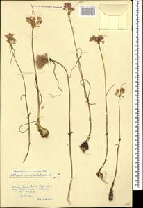 Allium paniculatum L., Caucasus, Krasnodar Krai & Adygea (K1a) (Russia)