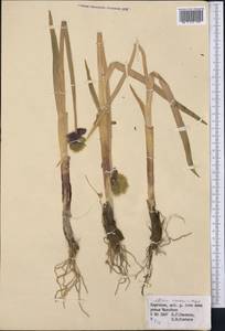 Allium semenovii Regel, Middle Asia, Northern & Central Tian Shan (M4) (Kyrgyzstan)