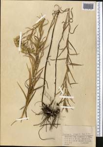 Galatella scoparia (Kar. & Kir.) Novopokr., Middle Asia, Northern & Central Kazakhstan (M10) (Kazakhstan)