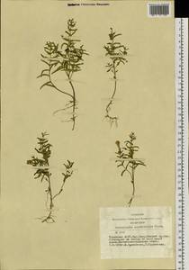 Scutellaria scordiifolia Fisch. ex Schrank, Siberia, Altai & Sayany Mountains (S2) (Russia)