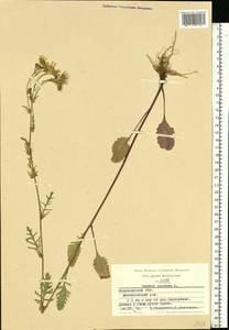 Jacobaea vulgaris subsp. vulgaris, Eastern Europe, Central region (E4) (Russia)