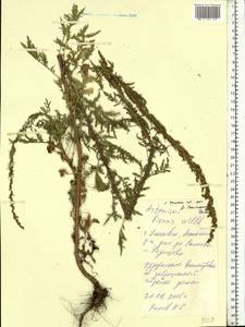 Artemisia tournefortiana Rchb., Eastern Europe, Middle Volga region (E8) (Russia)