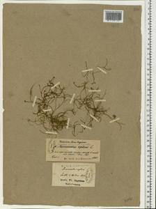 Ranunculus reptans L., Eastern Europe, North-Western region (E2) (Russia)