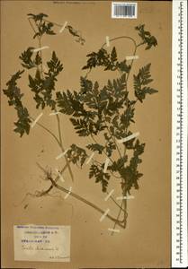 Torilis japonica (Houtt.) DC., Caucasus, Krasnodar Krai & Adygea (K1a) (Russia)