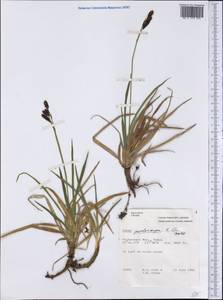 Carex podocarpa R.Br., America (AMER) (Canada)