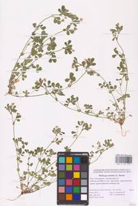 Medicago minima (L.) Bartal., Eastern Europe, Lower Volga region (E9) (Russia)