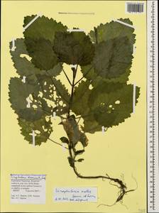 Scrophularia mollis Sommier & Levier, Caucasus, Stavropol Krai, Karachay-Cherkessia & Kabardino-Balkaria (K1b) (Russia)